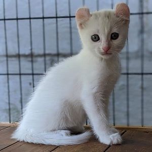 Meet your Posher, Emiley